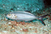 Image of Caranx caballus (Green jack)