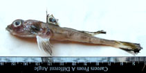 Image of Callionymus carebares (Indian deepwater dragonet)