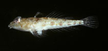 Image of Callionymus comptus (Ornamented dragonet)