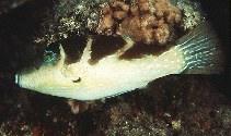 Image of Canthigaster cyanospilota (Blue-spotted toby)