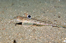 Image of Callionymus curvicornis (Horn dragonet)