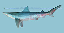 Image of Carcharhinus fitzroyensis (Creek whaler)