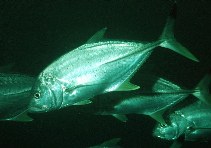 Image of Caranx heberi (Blacktip trevally)