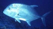 Image of Caranx ignobilis (Giant trevally)