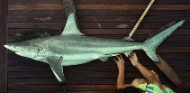 Image of Carcharhinus limbatus (Blacktip shark)