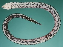 Image of Callechelys lutea (Yellow-spotted snake eel)