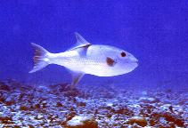 Image of Canthidermis maculata (Rough triggerfish)