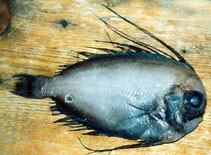 Image of Caristius macropus (Manefish)