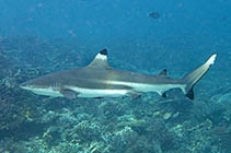 Image of Carcharhinus melanopterus (Blacktip reef shark)
