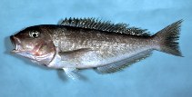 Image of Caulolatilus microps (Grey tilefish)