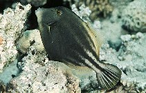 Image of Cantherhines pardalis (Honeycomb filefish)