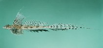 Image of Callionymus persicus (Persian dragonet)