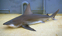 Image of Carcharhinus plumbeus (Sandbar shark)