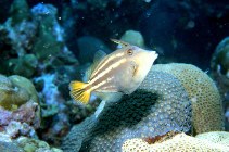 Image of Cantherhines pullus (Orangespotted filefish)