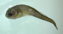 Image of Careproctus ranula (Scotian snailfish)