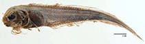 Image of Careproctus rhodomelas 