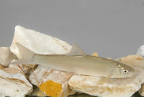 Image of Capoeta tinca (Anatolian khramulya)