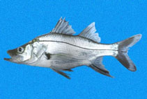 Image of Centropomus armatus (Armed snook)