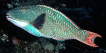 Image of Cetoscarus bicolor (Bicolour parrotfish)