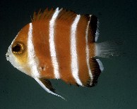 Image of Centropyge boylei (Peppermint angelfish)