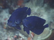 Image of Centropyge deborae (Blue Velvet Angelfish)