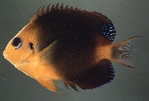 Image of Centropyge hotumatua (Blackear angelfish)