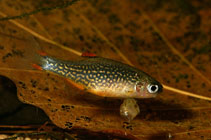 Image of Danio margaritatus (Galaxy rasbora)