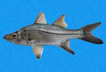 Image of Centropomus medius (Blackfin snook)