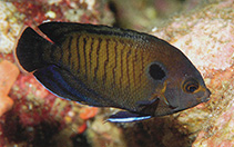 Image of Centropyge multispinis (Dusky angelfish)