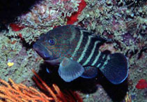 Image of Cephalopholis nigri (Niger hind)