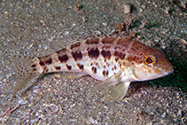 Image of Centropristis ocyurus (Bank sea bass)