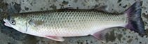 Image of Cestraeus oxyrhyncus (Sharp-nosed river mullet)