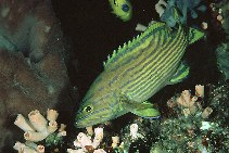 Image of Cephalopholis polleni (Harlequin hind)