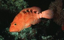 Image of Cephalopholis sexmaculata (Sixblotch hind)