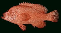 Image of Cephalopholis sonnerati (Tomato hind)