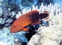 Image of Cephalopholis urodeta (Darkfin hind)