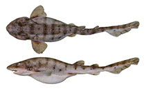 Image of Cephaloscyllium variegatum (Saddled swellshark)