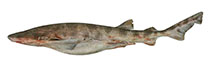 Image of Cephaloscyllium variegatum (Saddled swellshark)