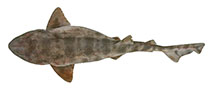 Image of Cephaloscyllium variegatum (Saddled swellshark)