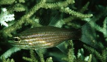 Image of Cheilodipterus artus (Wolf cardinalfish)