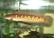 Image of Channa aurantimaculata (Goldspotted snakehead)
