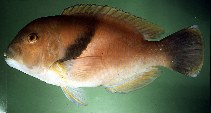 Image of Choerodon azurio (Azurio tuskfish)