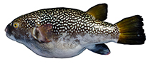 Image of Chelonodontops bengalensis (Bengal reticulated puffer)
