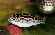 Image of Dichotomyctere ocellatus (Eyespot pufferfish)