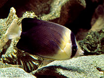 Image of Chaetodon blackburnii (Brownburnie)