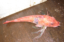 Image of Chelidonichthys capensis (Cape gurnard)