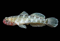 Image of Chriolepis dialepta (White-starred goby)