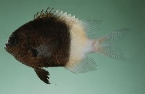 Image of Pycnochromis fieldi (Two-tone Chromis)