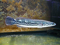 Chana fish