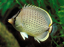 Image of Chaetodon guttatissimus (Peppered butterflyfish)